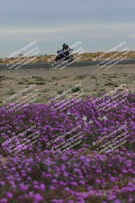media/Jan-14-2023-SoCal Trackdays (Sat) [[497694156f]]/Turn 14 Exit Bloomig (145pm)/